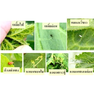 ฟีโนขาบ 6G ฟีโนบูคาร์บ สารกำจัดแมลงแบบดูดซึมสูตรดีที่สุด แบ่งขาย 1kg กำจัดหนอน เพลี้ย ฆ่าแมลง ด้วงมะพร้าว ใช้แทน ฟูราดาน