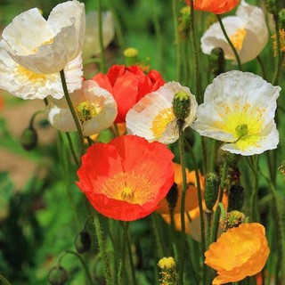 เมล็ดพันธุ์ ดอกป็อปปี้ คละสี (Poppy Flower Mix Seed) บรรจุ 200 เมล็ด