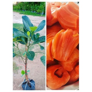 ต้นขนุนแดงสุริยาเนื้อสีแดง เนื้อหนารสหวานหอมกรอบ ปลูก 1 ปีเร…