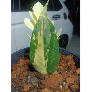 ต้นกวักมรกตด่าง ไม้มงคล zamioculcas zamiifolia variegated ZZ plant กวักมรกต ใบด่าง