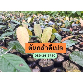 🌱ต้นกล้าคีเปลขนาด10-15ซม.