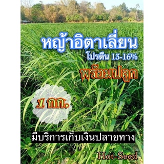 🔰 เมล็ดหญ้าอิตาเลี่ยน 1 กิโลกรัม หญ้าอิตาเลี่ยน เมล็ดใหม่ พร้อมปลูก (รับประกันการงอก)💯