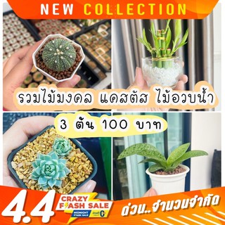 รวม แคคตัส ไม้มงคล ไม้อวบน้ำ ราคา 35 บาท (พร้อมกระถาง)