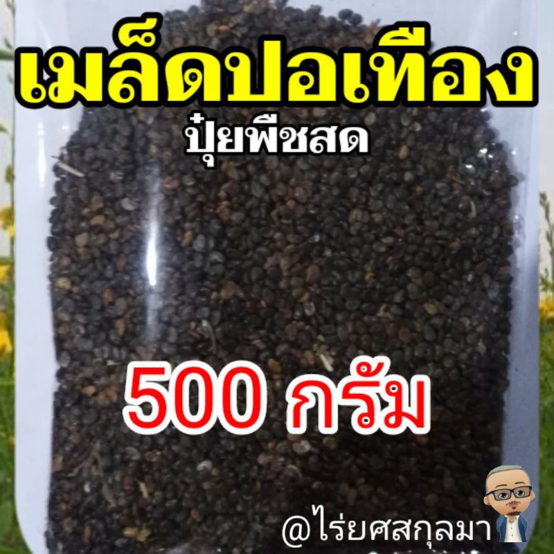 เมล็ดปอเทือง​ ปุ่ยพืชสด​ (เมล็ดใหม่)