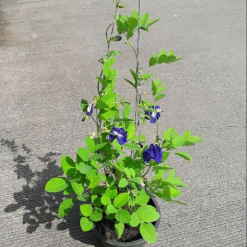 อัญชัน ไม้เลื้อย กินได้ สีสวย สีแปลก สีใหม่