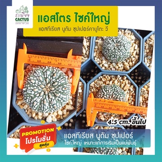 🌵แอสโตร ไซค์ใหญ่ หน้าขาวๆลุ้นVสบาย 🌵*เลือกต้นได้🌵 ไม้คัดพิเศษ แอสโตรไฟตัม Astrophytum กระบองเพชร แคคตัส