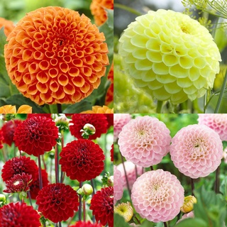 1 เหง้า/ชุุด รักเร่ Dahlia สายพันธุ์ Pompon Lunar Light หัวรักเร่ ดอกไม้ ดอกรักเร่ เหง้า นำเข้า ยุโรป หัวสดใหม่