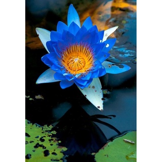 1. เมล็ดบัวบัวจิ๋ว (Water lily) สีน้ำเงิน  5 เมล็ด