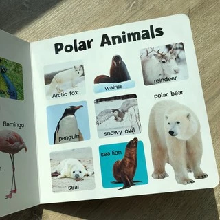 หนังสือบอร์ดบุ๊ค board book คำศัพท์ ภาพจริง กระดาษหนา ฉีกไม่ขาด 9 หมวด