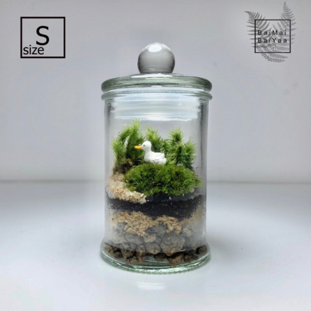 ชุดจัดสวนโหลแก้ว DIY Size M+M