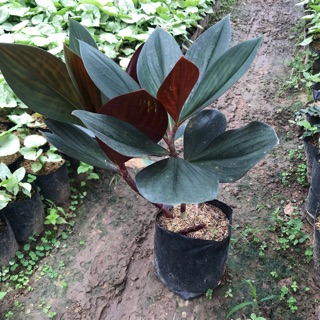 ต้นพัดโบกแดง, ต้นบัวประทุม🌿 Costus erythrophyllus Loes. (ถุงดำ/กระถาง11 นิ้ว)