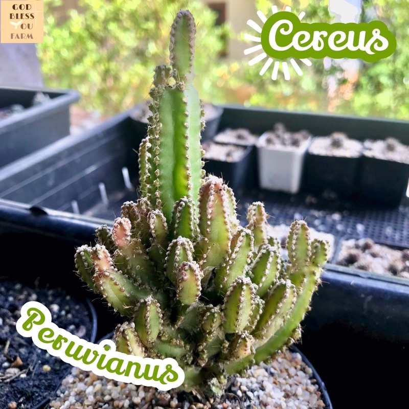[คอนโดนางฟ้า] Cereus Peruvianus ส่งพร้อมกระถาง แคคตัส Cactus Succulent ไม้อวบน้ำ พืชอวบน้ำ ไม้หนาม โขด ทะเลทราย