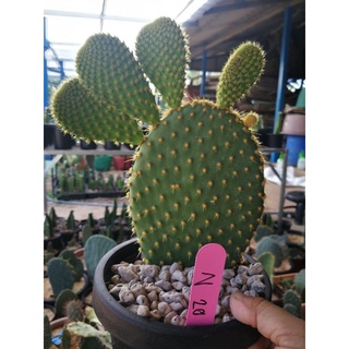 Opuntia Insularis Hybrid(N20) แพดใหญ่ฟอร์มสวยมาก