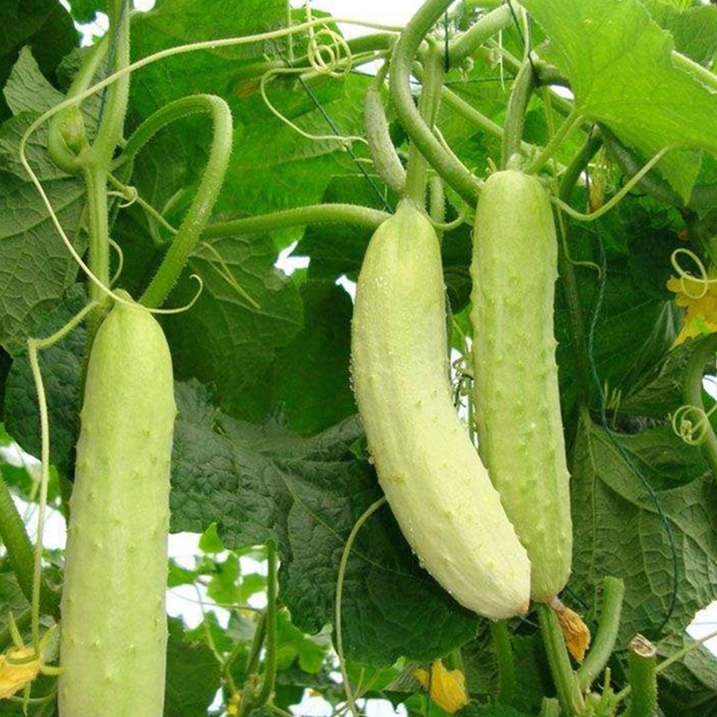 [10แถม1] เมล็ดพันธุ์แตงกวาขาว 10เมล็ด เมล็ดแตงกวาสีขาว White Cucumber Seeds ราคา ถูกที่สุด ดีลบีเคเค แกลเลอรีภาพที่ 3