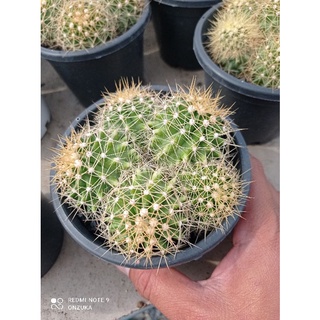 ferocactus schwarzii