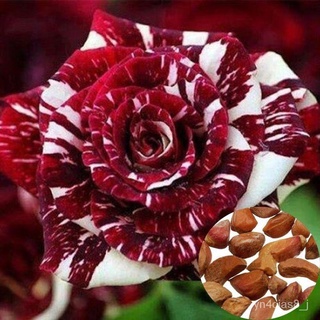 （อัตราการปลูกสูง）บอนสี 100 เมล็ด เมล็ดพันธุ์  Rare Dragon Rose Flower Seeds บอนสีหายาก เมล็ดดอกไม้ ต้นไม้ประดับ ต้นไม้ตก