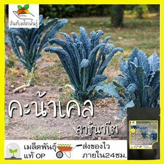 เมล็ดพันธุ์ คะน้าเคล ลาชินาโต 400 เมล็ด Lacinato Kale Seed เมล็ดพันธุ์แท้100% นำเข้าจากต่างประเทศ ปลูกผักสวนครัว ประหยัด