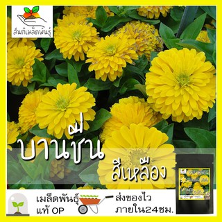 เมล็ดพันธุ์ ดอกบานชื่น สีเหลือง 100 เมล็ด Yellow Canary Bird Zinnia เมล็ดพันธุ์แท้ นำเข้าจากต่างประเทศ ปลูกผัก สวนครัว