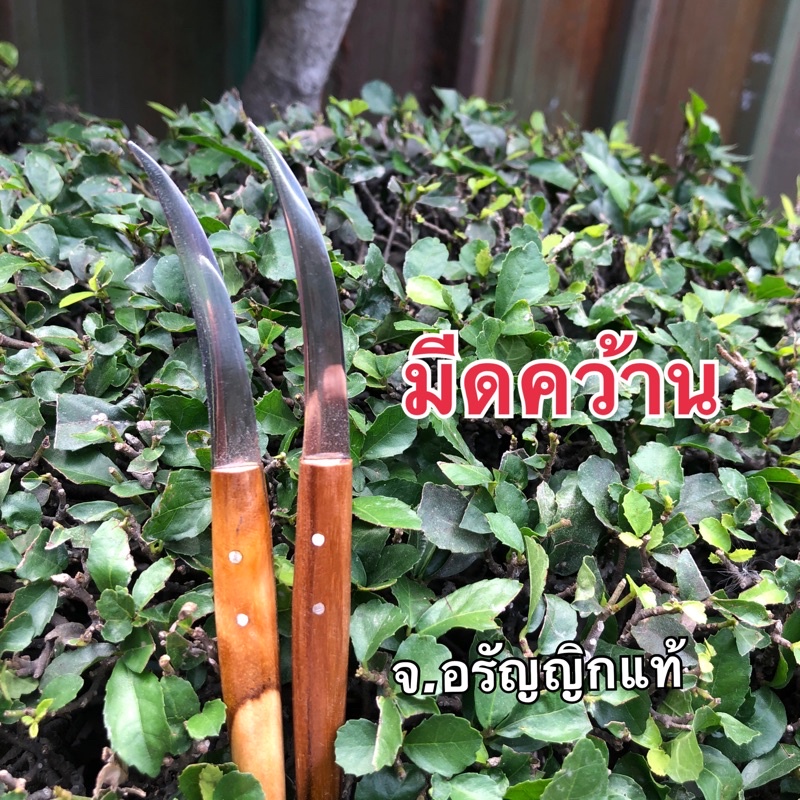 มีดคว้านเล็ก ด้ามไม้ คว้านผลไม้ มีดอรัญญิก จ้อย อรัญญิกแท้
