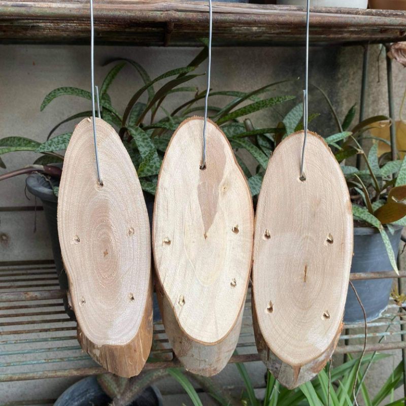 Size M แผ่นไม้/ขอนไม้ปลูกกล้วยไม้ พร้อมลวดแขวน