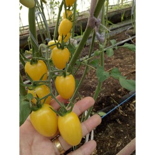 เมล็ดพันธุ์ มะเขือเทศ เชอรี่ สวีทบอย ( Yellow Tomato Cherry Sweet Boy Seed ) จำนวน 10 เมล็ด รสหวาน นิยมกินสด ผลดก