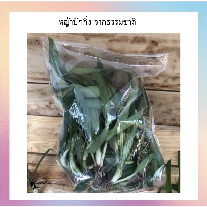 หญ้าปักกิ่ง. เกษตรอินทร์ สดใหม่จากสวน