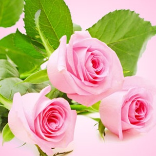 NG หัวน้ำหอม Fresh Cut Roses Fragrance Oil ไม่เร่งเทรซ 16 oz 000403-P