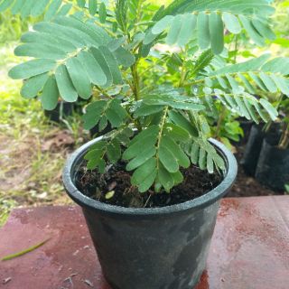 ต้นแคเตี้ย ดอกแคสีขาว ดอกแคสีแดง พืชสมุนไพร