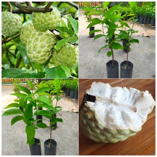 ต้นกล้าน้อยหน่าหนังภูพาน(เพาะเมล็ด) น้อยหน่า บักเขียบ Sugar apple, Sweetsop Annona squamosa (สินค้าพร้อมส่ง)