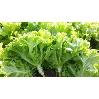 เมล็ด ผักกาดหอม (  Lettuce Seed ) บรรจุ 500 เมล็ด ผักสลัด