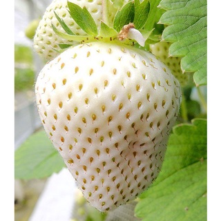 20 เมล็ด Japanese White strawberry เมล็ดสตอเบอร์รี่ สตรอเบอร์รี่ สตอเบอรี สตอเบอรี่