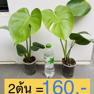 (2ต้น160บาท) มอนสเตอร่า ไจแอนท์ Monstera ขนาดใหญ่ ใบเริ่มแฉก