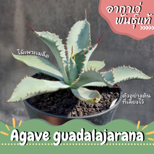 Agave guadalajarana ไม้เพาะเมล็ดในไทย #agave #อากาเว่ #agaveguadalajarana