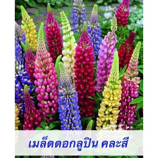 เมล็ดดอกลูปิน คละสีเมล็ดแท้นำเข้า(Lupine  Flower  Mixed)เมล็ดนำเข้าพันธุ์แท้100%  คุณภาพดี