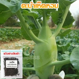 คะน้าเห็ดหอมเมล็ดพันธุ์ 90-200 เมล็ดใบเขียวเข้ม ลำต้นอวบ กรอบ หวาน ปลูกง่าย ทนร้อน [10 แถม 1 คละได้]