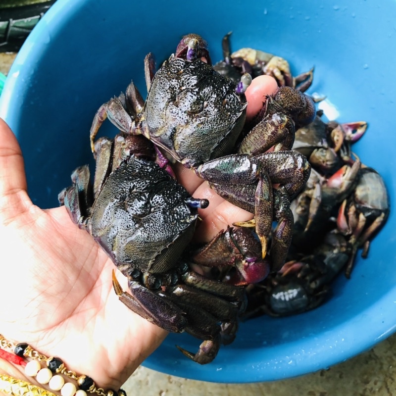 🦀 ปูเค็ม 🦀 ปูดอง 🦀 ปูแสม 🦀 ปูส้มตำ คละตัวผู้ตัวเมีย  ไซส์ L 8-11 ตัว/ต่อกล่อง - รูปที่ 2