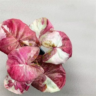 มล็ด เมล็ดจริง!!!เมล็ดสีขาว!!! บอนสี  คละสี Caladium Seeds ต้นไม้ฟอกอากาศ ต้นไม้ประด（นี่มันเมล็ดพืช ไม่ใช่พืช!）