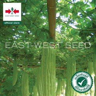 ศรแดง เมล็ดพันธุ์มะระจีน เขียวหยก16F1 (East-West Seed) เมล็ดพันธุ์ ผักสวนครัว ตราศรแดง