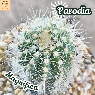 [พาโรเดียกลีบมะเฟืองเงิน] Parodia Magnifica ส่งพร้อมกระถาง แคคตัส Cactus Succulent Haworthia Euphorbia ไม้หายาก