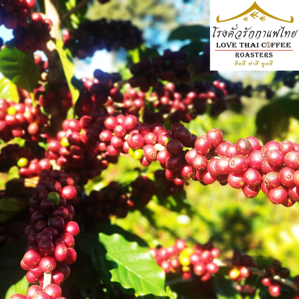 เมล็ดกาแฟ เอสเพรสโซเบลน คั่วกลาง 500 กรัม / Espresso Blend Medium Roast 500g. - รูปที่ 4