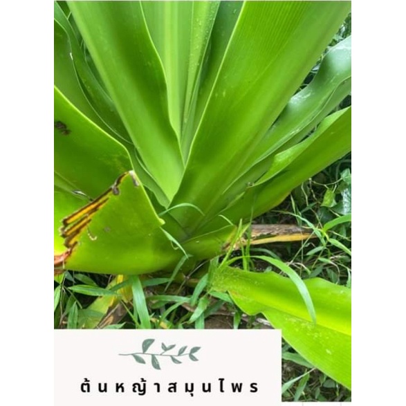 ใบพลับพลึง เก็บสดจากต้น 1 กิโลกรัม