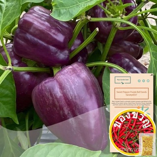 Sweet Pepper Seeds, Purple Bell, Vegetable Seeds #037เด็ก/สร้อยข้อมือ/พาสต้า/มะละกอ/ผู้ชาย/ผักชี/หมวก/เสื้อ/seeds/สวน/ O