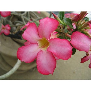 เมล็ด ชวนชม ฮอลแลนด์ดอกชั้นเดียวสีชมพู (Obesum Pink Color Seeds)10 เมล็ด