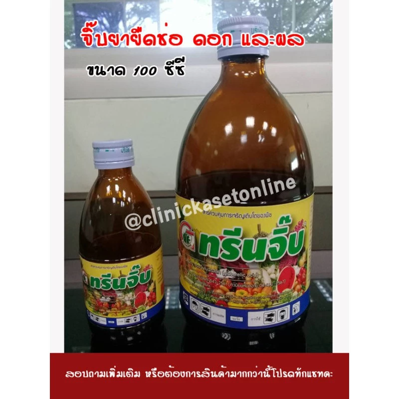 ทรีนจิ๊บ ( 100 ซีซี ) จิ๊บน้ำ ยายืด สารยืดช่อ สารยืดผล กรดจิบเบอเรลลิก สูตรเข้มข้น ( 3%) ฮอร์โมนพืช