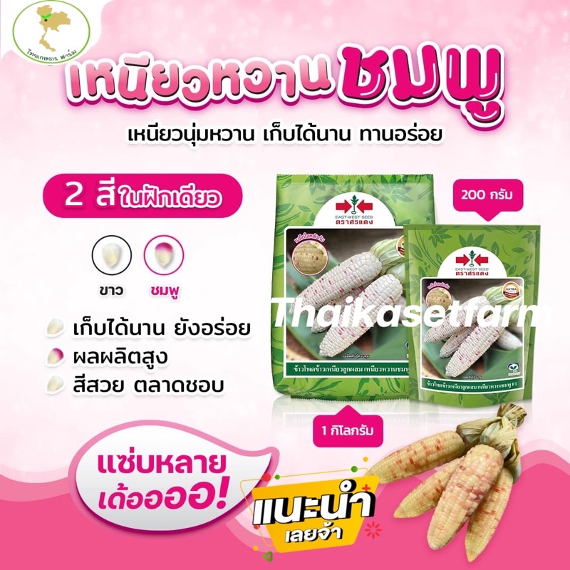 เมล็ดข้าวโพด เหนียวหวานชมพู ศรแดง  ใหม่ล่าสุดยอดฮิต มีให้เลือก2ขนาดสุดคุ้ม ราคา ถูกที่สุด ดีลบีเคเค