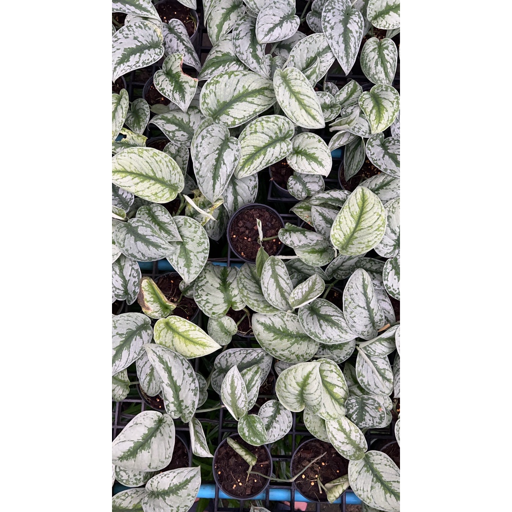 มุมมอง 2