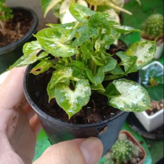 ต้นออมเงินแคระ ออมเงินจิ๋ว Syngonium Mini Pixie ไม้มงคล กระถาง 3 นิ้ว