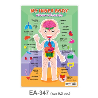 โปสเตอร์พลาสติก A4 คำศัพท์อวัยวะภายในของฉัน EA-347