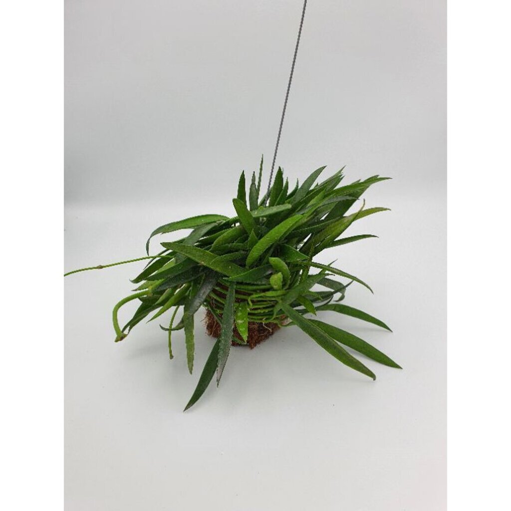 ต้นเดปฟิลิปปินส์พันกาบมะพราว พร้อมลวดแขวน