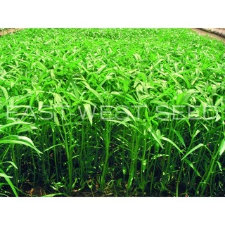 ศรแดง เมล็ดพันธุ์ผักบุ้ง ยอดไผ่ 9 (East-West Seed) เมล็ดพันธุ์ผัก เมล็ดพันธุ์ ผักสวนครัว ตราศรแดง
